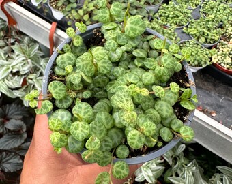 String of turtles Peperomia Prostrata, live plant