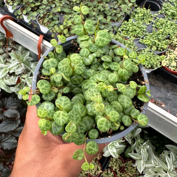 String of turtles Peperomia Prostrata, live plant