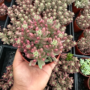 Sedum rubrotinctum 'Aurora' Pink Jelly Bean 4”