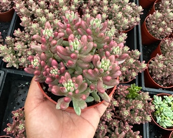 Sedum rubrotinctum 'Aurora' Pink Jelly Bean 4”