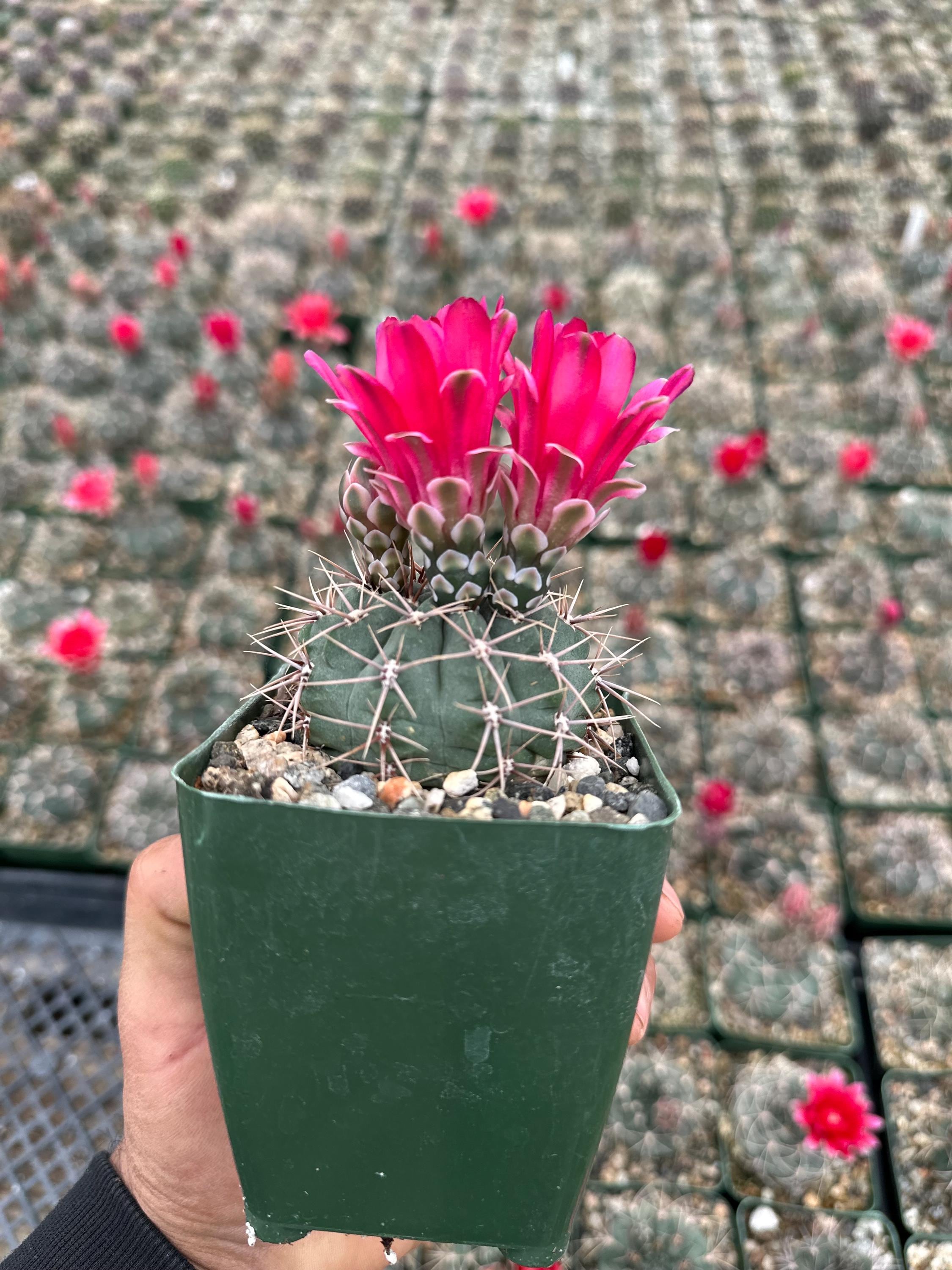 Gymnocalycium marianae, rare cactus 3.5”