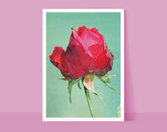 Beautiful Red Rose Dew Print, Rose Wall Art, Red Rose Poster, Floral Rose Print Modern Art, Printable Flower Wall Decor, Red Rose Petal Art