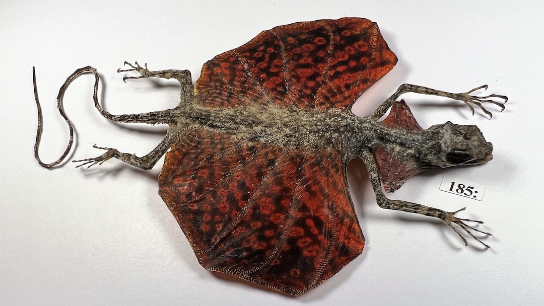 Royal Flying Reptile Draco Volans Red Indonesian java Etsy