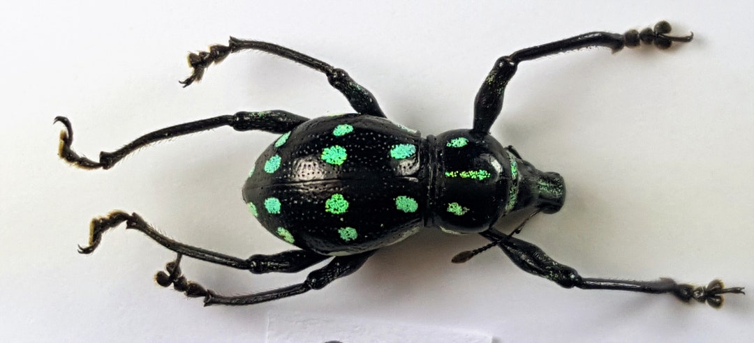 Royalbeetle Insect Royal Beetle Metapocyrtus Sp. Philippine / Curculionidae / Bright ...