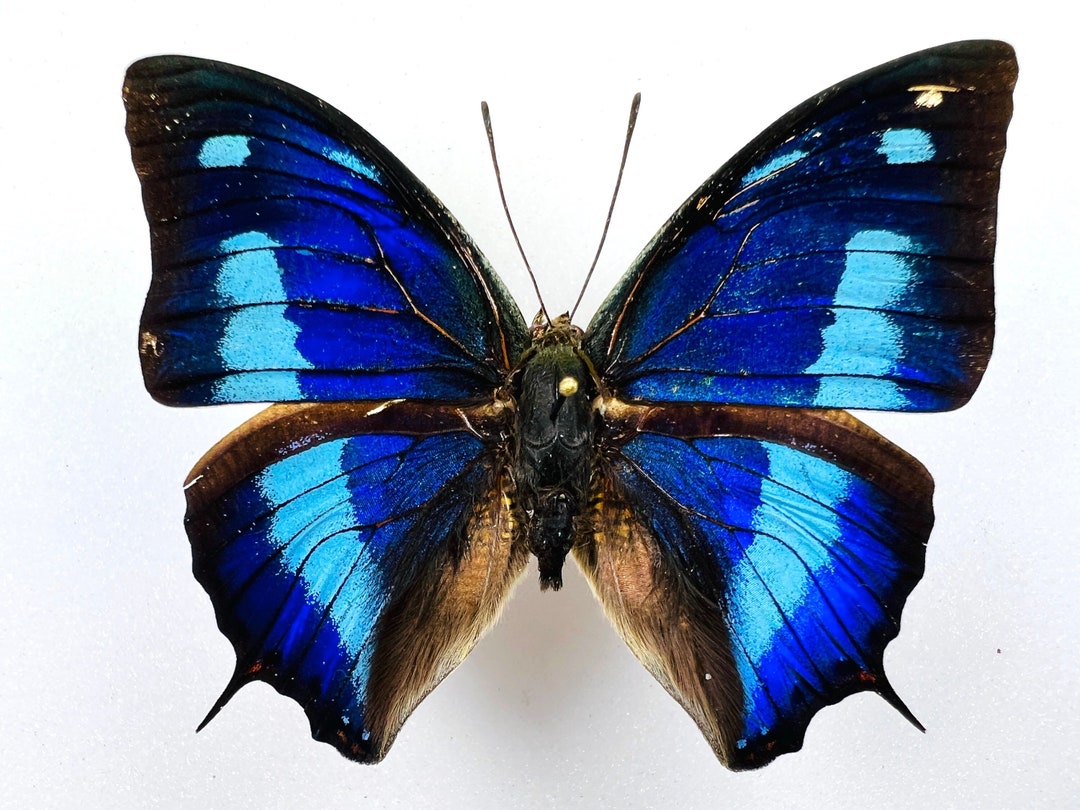 Royal Amazonian Butterfly, Metallic Blue, Mounted / Anaea Cyanea Cyanea ...