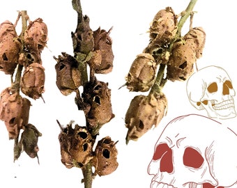 Snap Dragon Seed Pod Skulls | Shrunken Heads | Macabre | Curiosity | Oddity | Witchy gift | Unique Skull Gifts |Botanical | Miniature Head