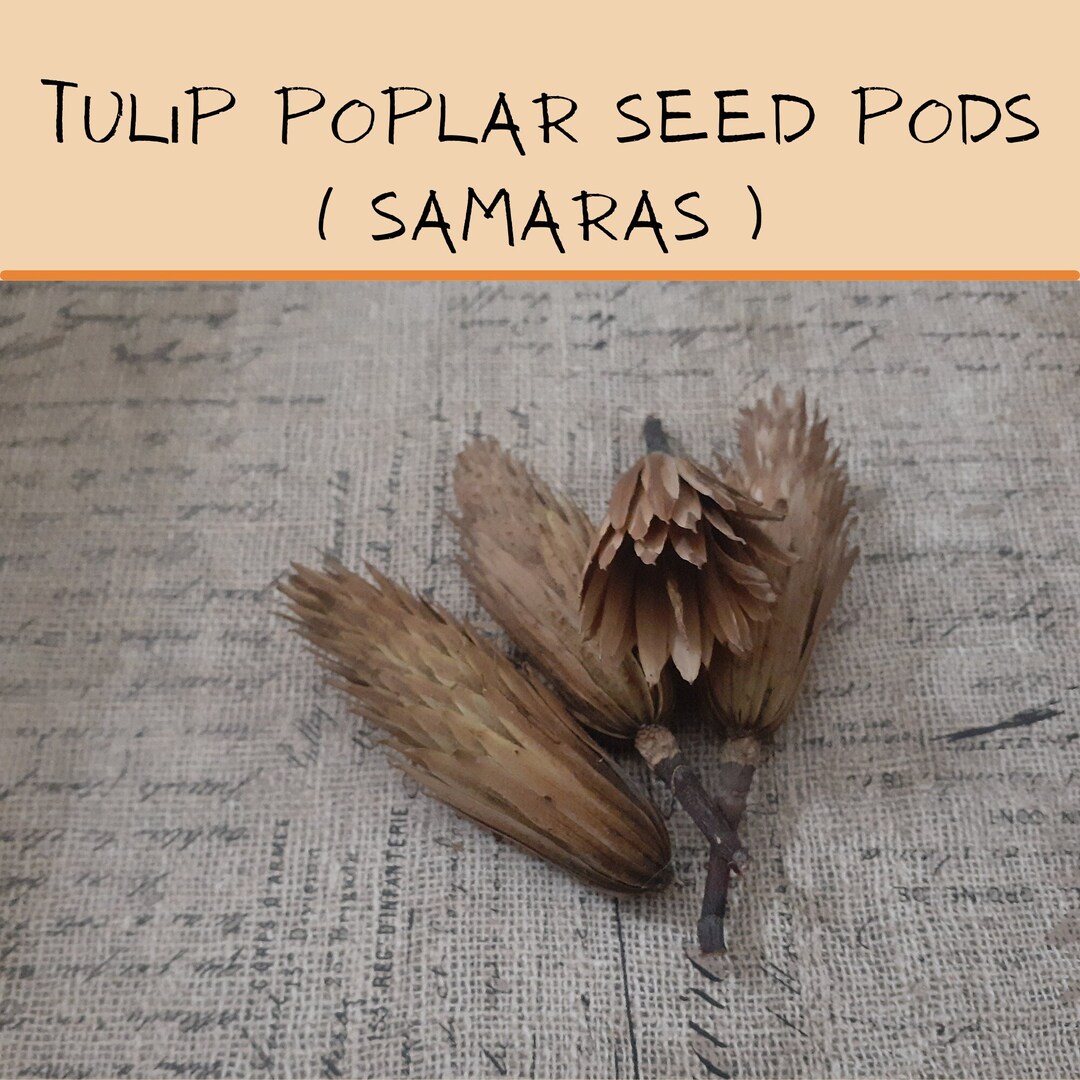 Tulip Tree poplar Seed Pods Etsy