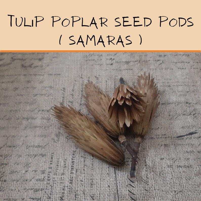 Tulip Tree poplar Seed Pods Etsy
