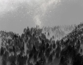 Misty Forest