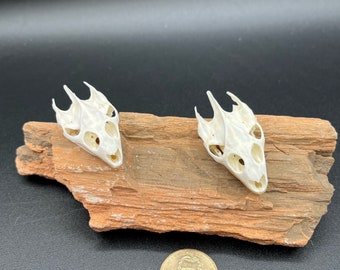 Soft Shell Turtle Skull 2 Pack