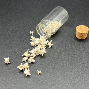 Eastern Rat Snake Vertebrae 45 count Vial