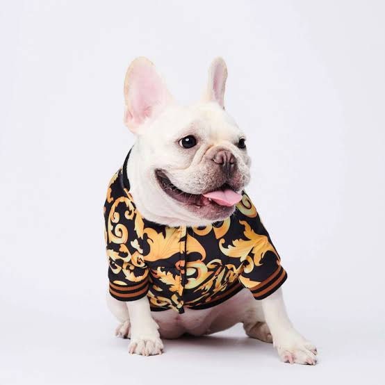 chanel dog clothing