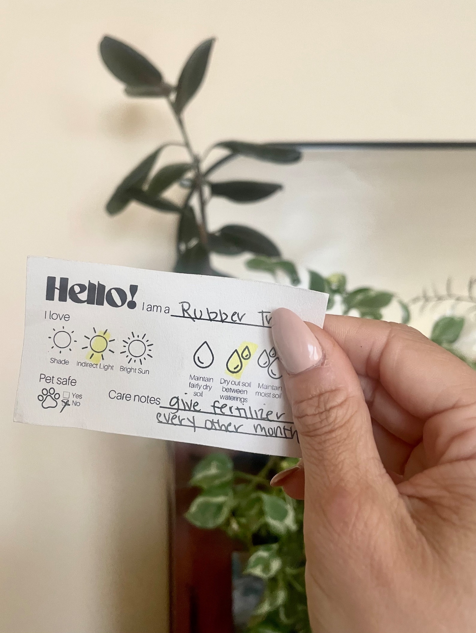 Plant Care Info Cards Digital Download Instant Plant Care Etsy