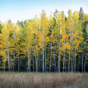 Trees, Fall, Picture, cover