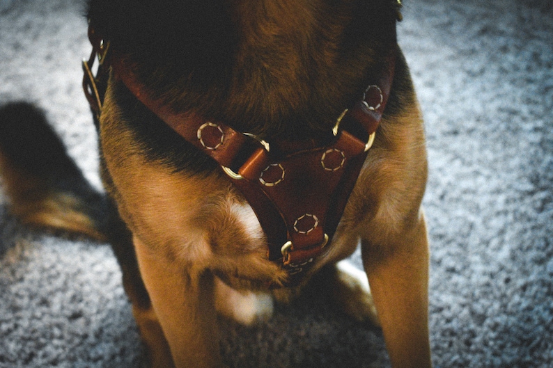 Genuine Leather Dog Harness Custom Dog Harness Handmade Etsy