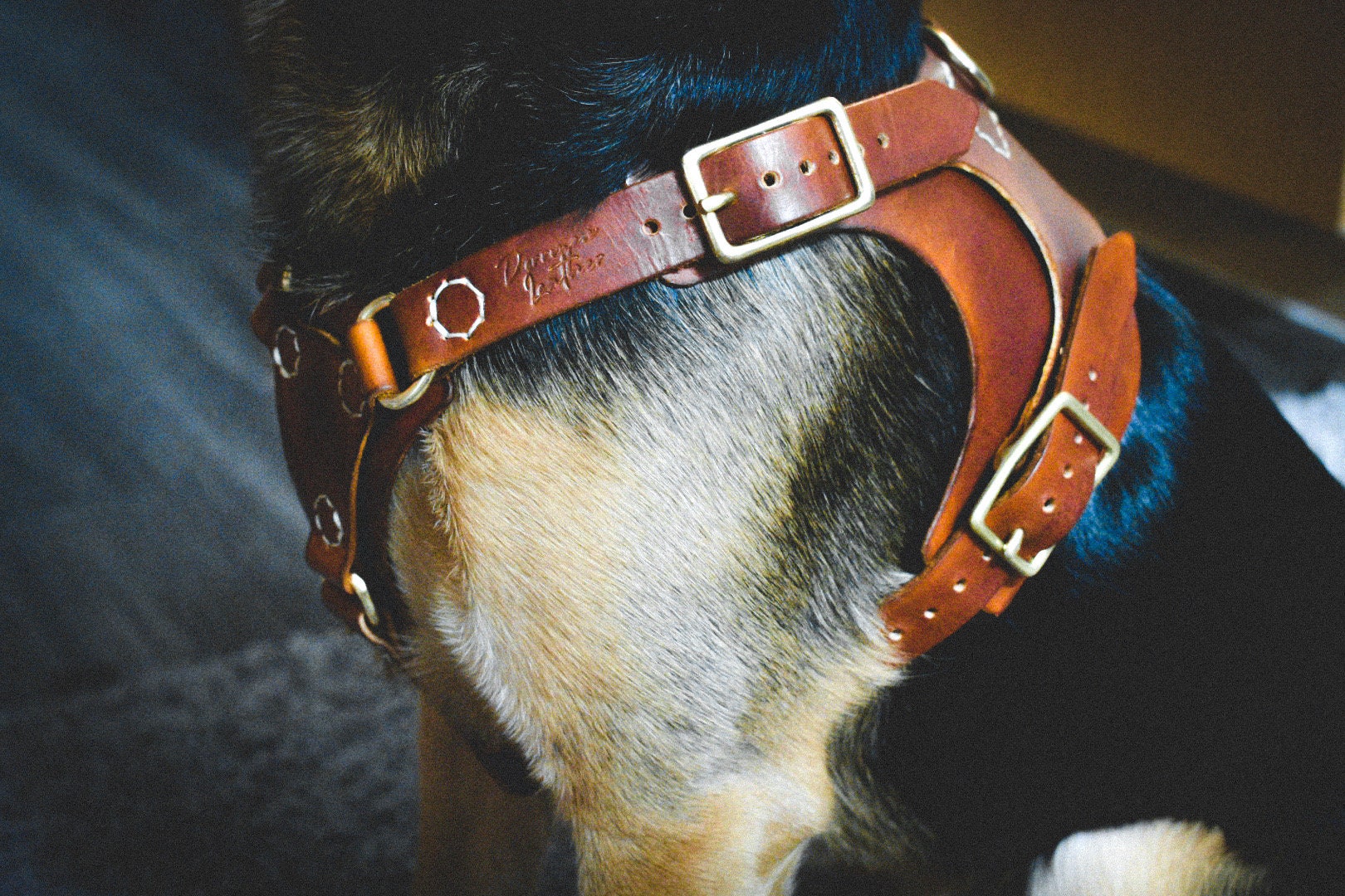 NH16 - Personalized Leather Dog Harness with Skulls