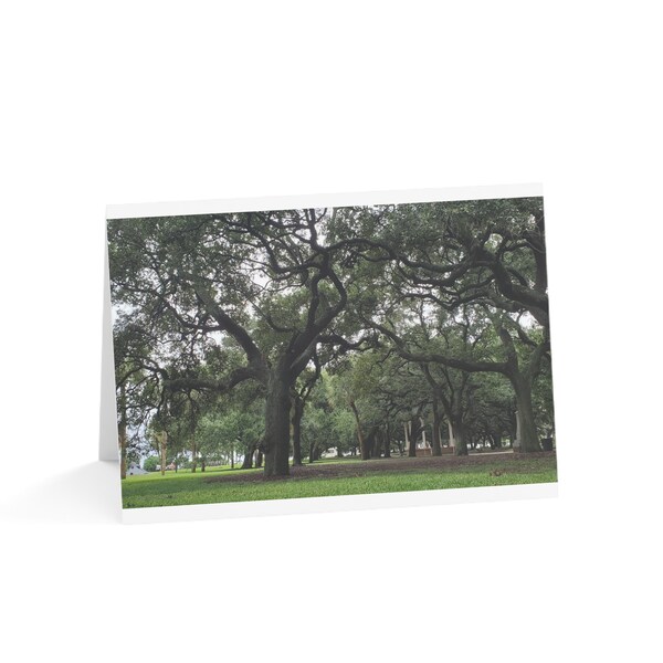 Oak Trees Greeting Cards (Blank - 10, 30, and 50pcs)