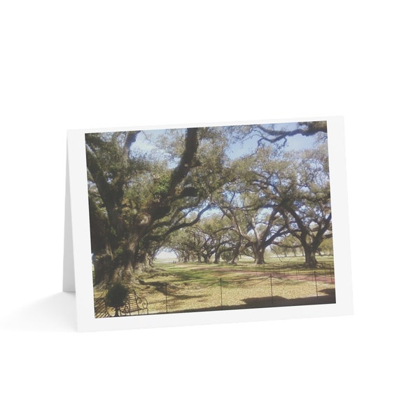 Oak Trees Greeting Cards (Blank - 10, 30, & 50pcs)