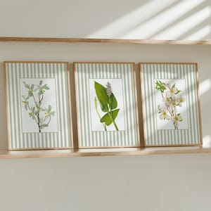 Sage Green Botanical Prints Set: Striped Farmhouse Wall Art