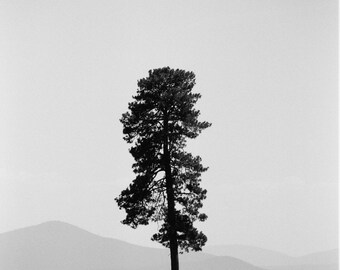 Lonesome Tree, Fort Klamath, Oregon, Photo Print, Photography, Home Decor, Wall Art, Black and White Print, Mat Mounted Print, 35mm - 093