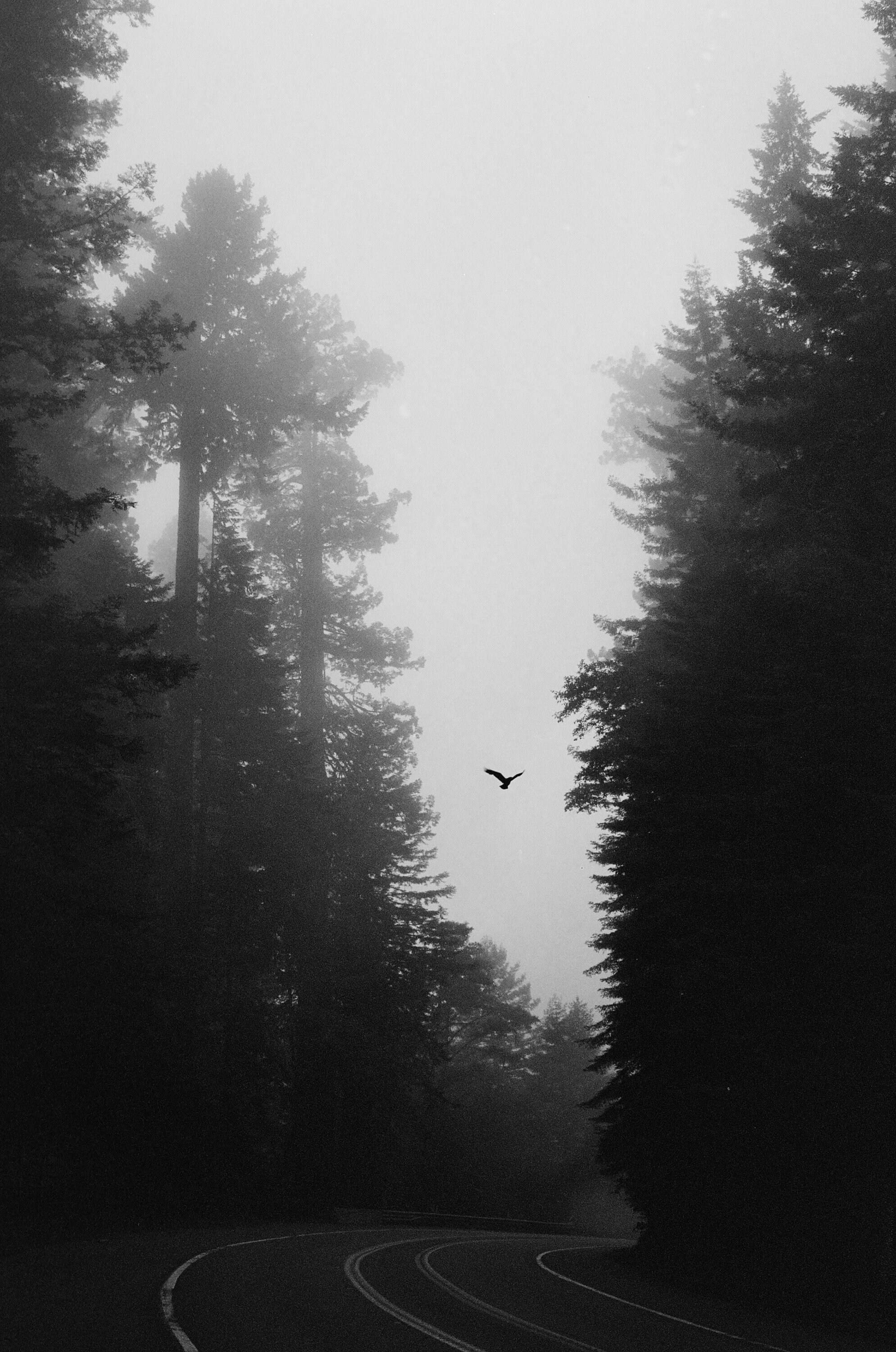 Raven, Redwood National Park Photo Print, Photography, Home Decor, Wall Art, Black and White Print, Mat Mounted Print, 35mm Film Print - 038