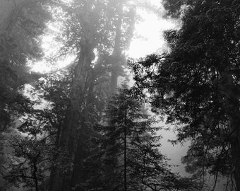 Misty Redwoods, Redwood National Park Photo Print, Photography, Home Decor, Wall Art, Black and White Print, 35mm Film Print - 039