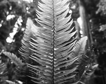 Licorice Fern, Redwood National Park Photo Print, Photography, Home Decor, Wall Art, Black and White Print, Mat Mounted Print, 35mm - 042