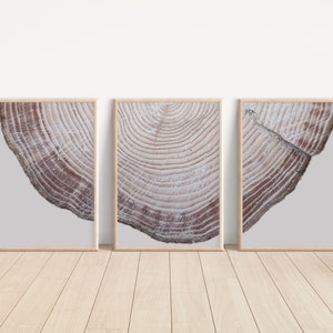 Tree Ring Print Wall Art Set of 3 Beige Printable Boho Decor Neutral Wall Art Modern Large Wall Art Tree Ring Boho Wall Decor Tree Print Art