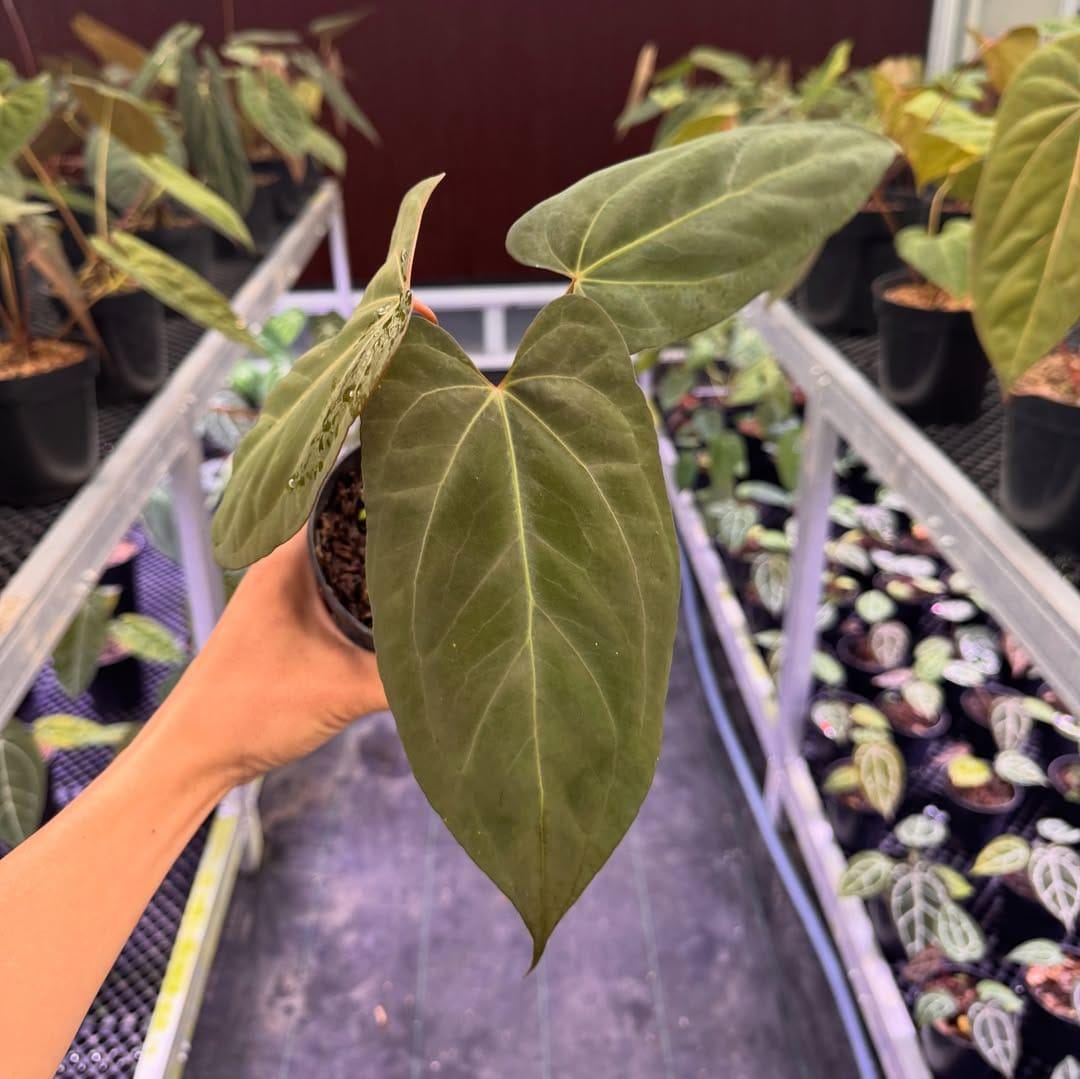 Anthurium Portillae X - Etsy