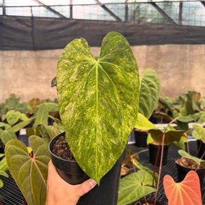 Anthurium fort sherman - Etsy 日本