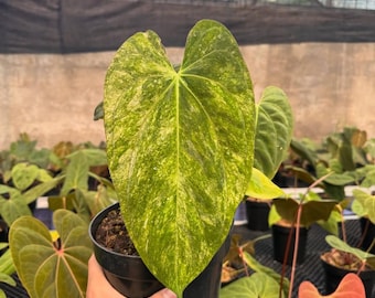 Anthurium Fort Sherman X Papillaminum Legend variegated | rare Unique Indoor and Outdoor Beautiful Plant
