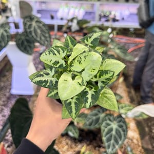 Può includere: Primo piano di una pianta di Syngonium in vaso con foglie variegate verde chiaro e verde scuro. Le foglie sono a forma di cuore e presentano un motivo maculato. La pianta è in un vaso nero e altre piante sono visibili sullo sfondo.