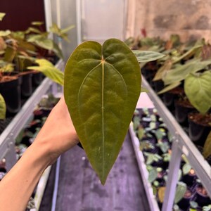 Anthurium zara x anthurium michelle - Etsy 日本