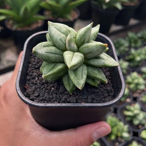 May include: A small succulent plant with pale green leaves in a black square pot. The plant has a rosette shape and is surrounded by dark soil. Other potted plants are visible in the background.