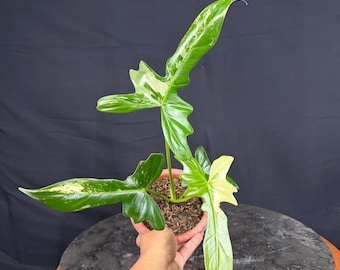 Philodendron Golden Dragon bunte | seltene Einzigartige Innen und Außen Wunderschöne Pflanze