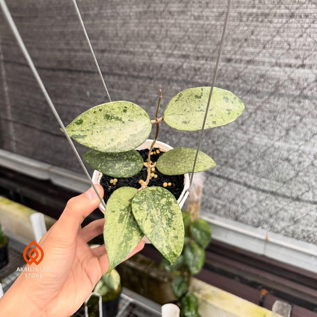 Hoya verticillata - Etsy 日本