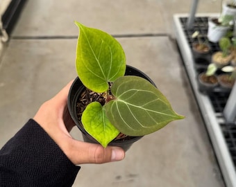 Anthurium King Of Spandes HU Golden| rare Unique Indoor and Outdoor Beautiful Plant