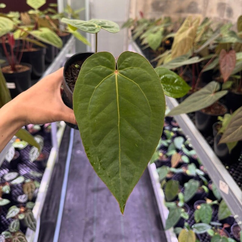 May include: A close-up of a dark green Anthurium plant with a large, heart-shaped leaf. The leaf has prominent veins and a pointed tip. The plant is in a black pot, and other plants are visible in the background.