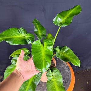 Philodendron rugosum - Etsy 日本