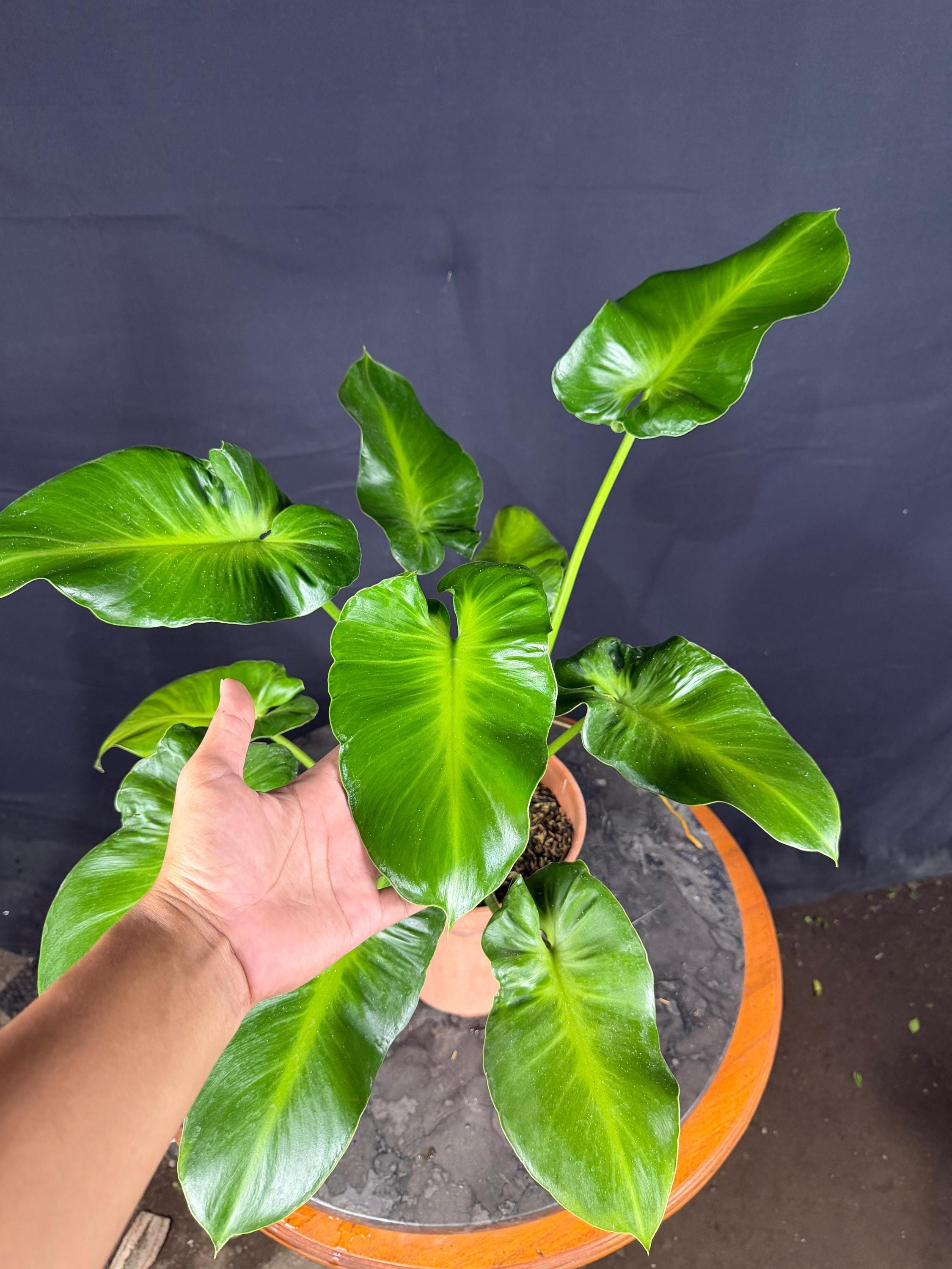 Philodendron rugosum - Etsy 日本