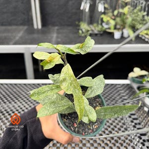 Hoya Multiflora Silver Splash Indoor and Outdoor Beautiful Plant