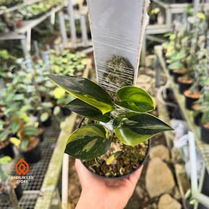 Puede incluir: Una pequeña planta en maceta con hojas abigarradas verdes y amarillas vibrantes. La planta está en una maceta negra y la sostiene la mano de una persona. El fondo muestra otras plantas en un invernadero. El texto "AKRILIK LED STORE" es visible.