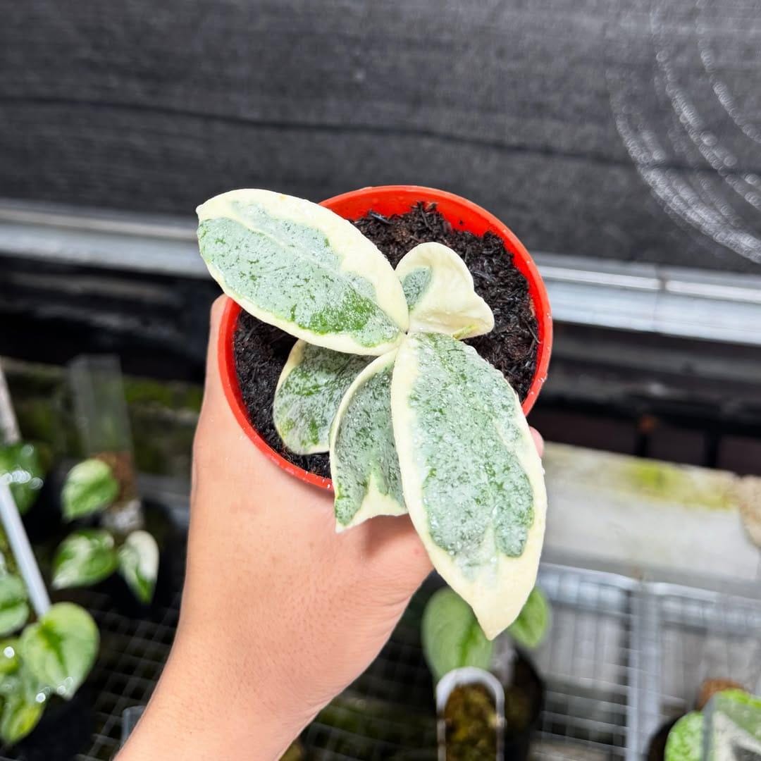 Hoya sarawak - Etsy 日本