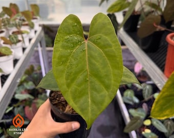 Anthurium Black Sweet X Red Sonya | rare Unique Indoor and Outdoor Beautiful Plant