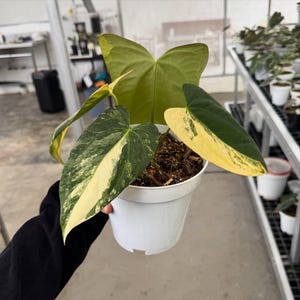 Op de afbeelding: Anthurium plant in een witte pot, met grote bladeren met groene en gele variegatie. De plant staat in een kasomgeving. De bladeren vertonen een opvallend patroon, wat de plant visueel aantrekkelijk maakt.