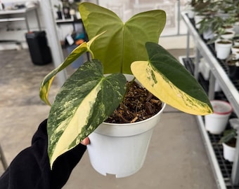 Anthurium Portilae Variegated | rare Unique Indoor and Outdoor Beautiful Plant