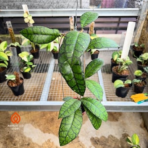 Op de afbeelding: Een close-up van een Hoya-plant met grote, getextureerde groene bladeren met donkergroene nerven. De plant hangt aan een draad, met verschillende kleine potplanten op de achtergrond. De tekst "AKRILIK LED STORE" is zichtbaar in de linker benedenhoek.