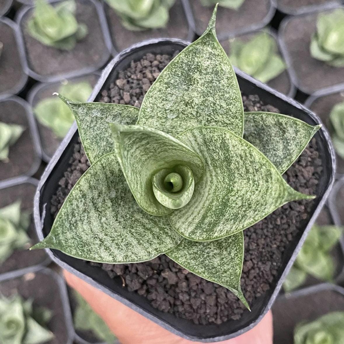 Hybrid sansevieria - Etsy 日本