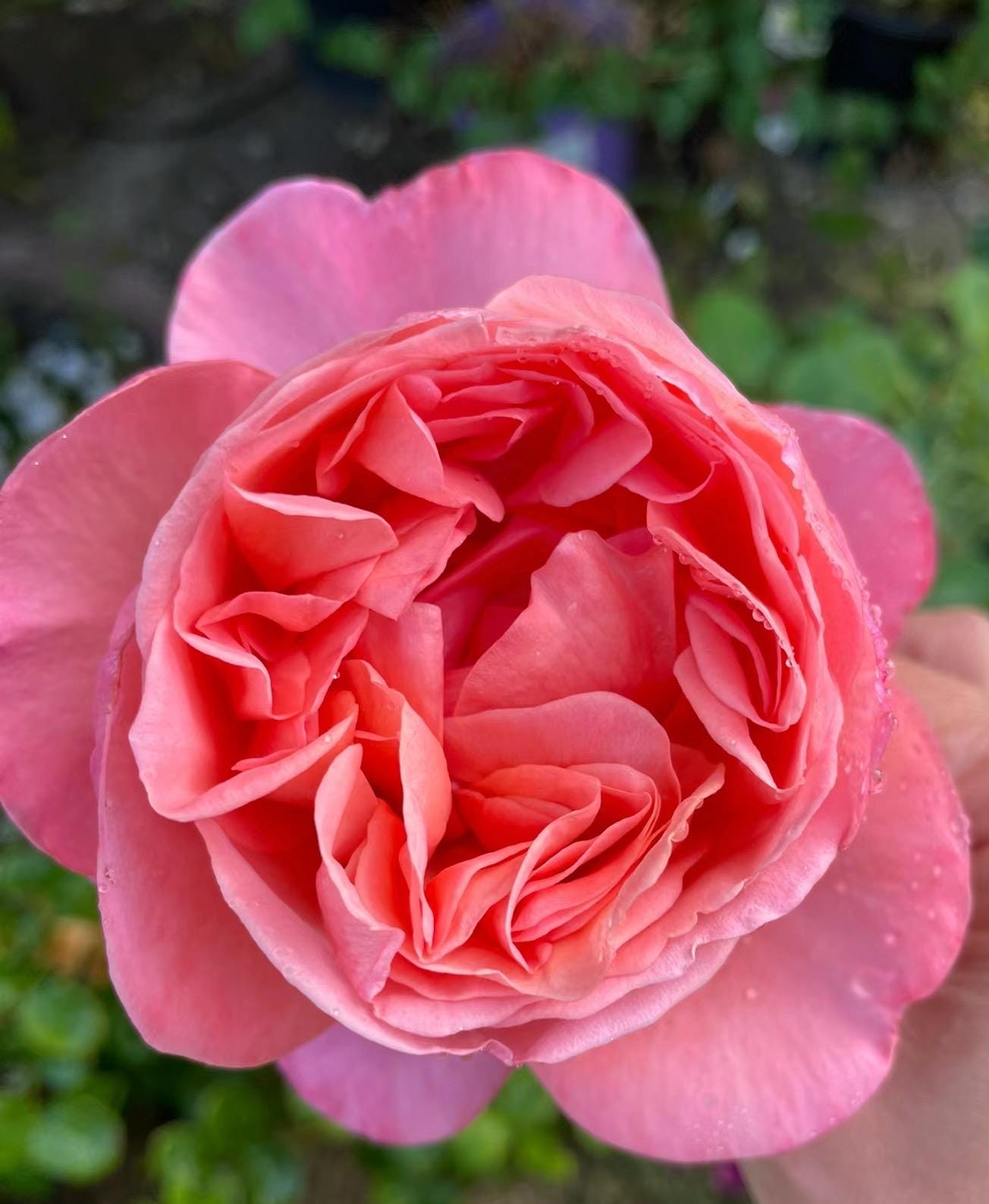♡Rose rose♡ Pink Roses (18) in Pearl MS - Chapman's Florist, Inc