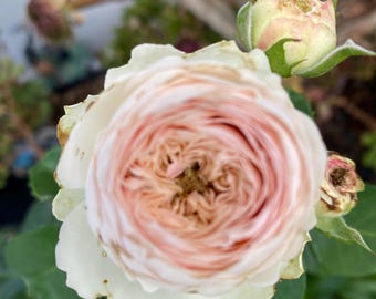 ♡Rose rose♡ Pink Roses (18) in Pearl MS - Chapman's Florist, Inc